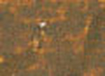 Oljepastell Sennelier 5 ml - Brown Pink (094)