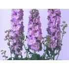 Riddarsporre - Magic fountains cherry blossom white bee