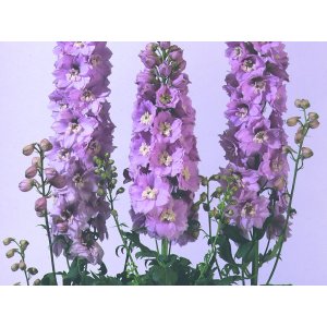 Riddarsporre - Magic fountains cherry blossom white bee