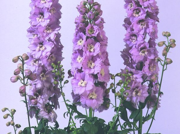 Riddarsporre - Magic fountains cherry blossom white bee