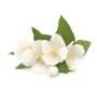 Doftolja till ljus 27 ml - jasmin Doftolja till ljus 27 ml - jasmin