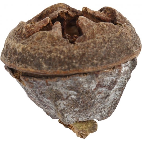 Eukalyptuskottar - 25 g Eukalyptuskottar - 25 g