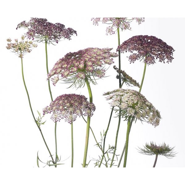 Blomstermorot - Dara