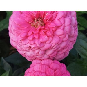 Zinnia - Benary giant bright pink