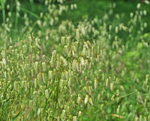 Italienskt darrgr�s - Briza Maxima