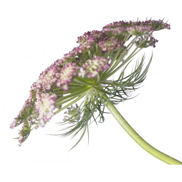 Blomstermorot - Dara