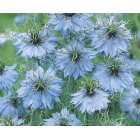 Jungfrun i det gr�na - Miss Jekyll Sky Blue