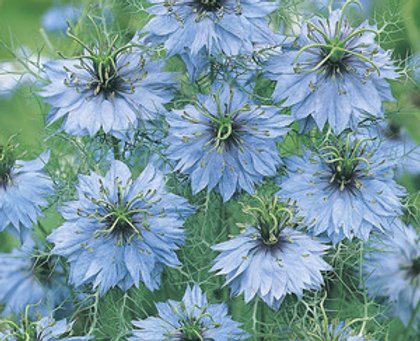 Jungfrun i det gr�na - Miss Jekyll Sky Blue