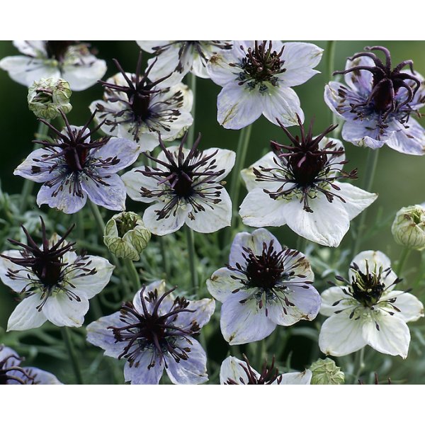 Jungfrun i det gr�na - Eclipse (African bride)