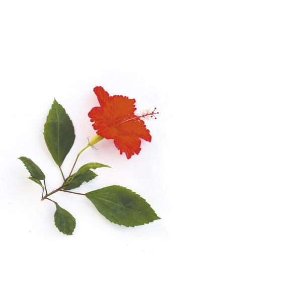 Doftolja hibiskus för ljus, 27 ml Doftolja hibiskus för ljus, 27 ml