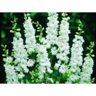 Riddarsporre - Brisbane White