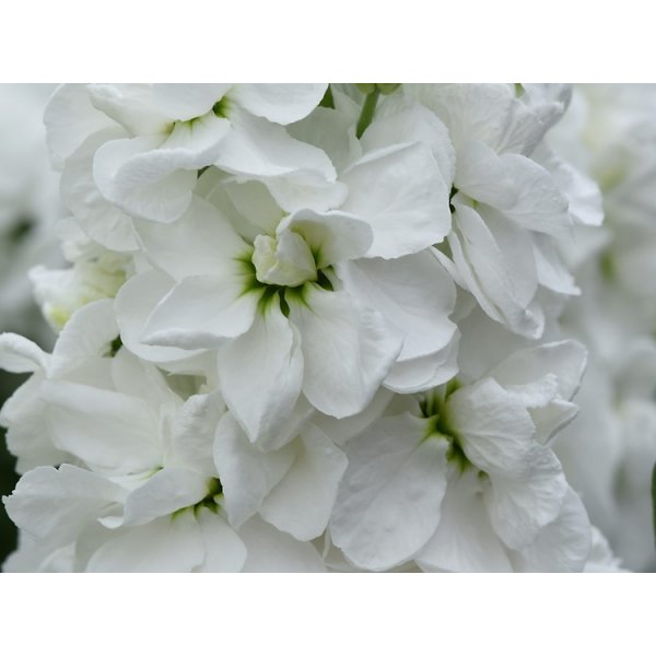 L�vkoja - Mathilda White