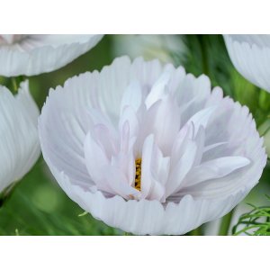 Rosensk�ra - Cupcake Blush