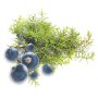 Doftolja enbär för ljus 27 ml Doftolja enbär för ljus 27 ml