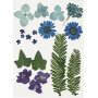 Torkade blommor och blad - bl