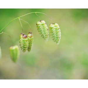 Italienskt darrgr�s - Briza Maxima