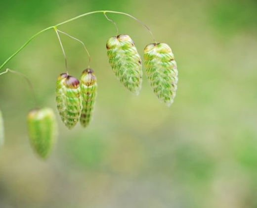 Italienskt darrgr�s - Briza Maxima