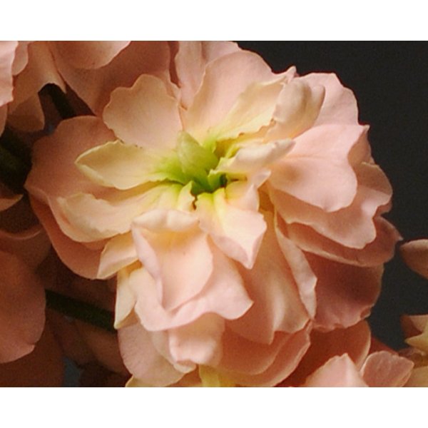 L�vkoja - Column apricot