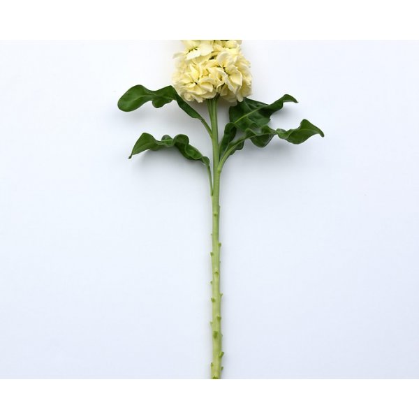 L�vkoja - Mathilda Yellow