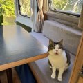 Kundbild M�beltyg i linnelook - ljusgr�: Passar bra till husbilens...