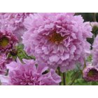 Rosensk�ra - Double click rose bonbon