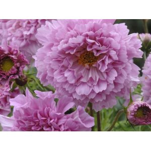 Rosensk�ra - Double click rose bonbon