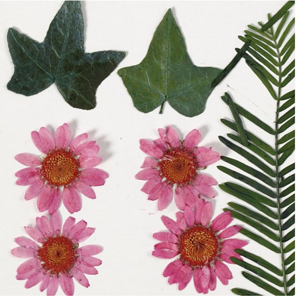 Torkade blommor och blad - ljusröd Torkade blommor och blad - ljusröd