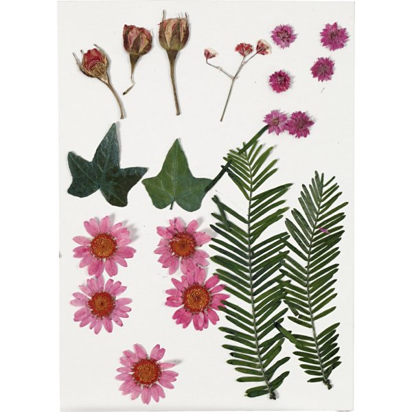 Torkade blommor och blad - ljusröd Torkade blommor och blad - ljusröd