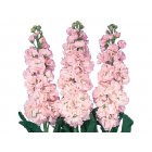 L�vkoja - Early iron cherry blossom