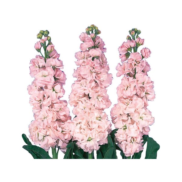 Lövkoja - Early iron cherry blossom Lövkoja - Early iron cherry blossom