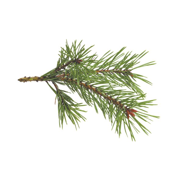 Doftolja skog för ljus 27 ml Doftolja skog för ljus 27 ml