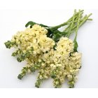 L�vkoja - Mathilda Yellow