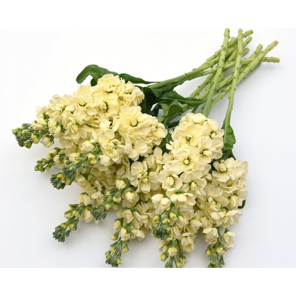 L�vkoja - Mathilda Yellow